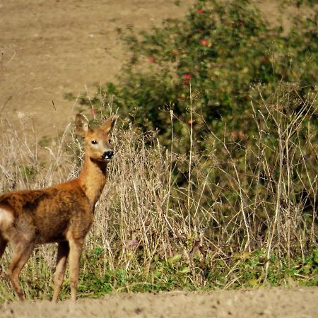 Rekreačné zariadenie Chmelisko Pruzina Exterior foto